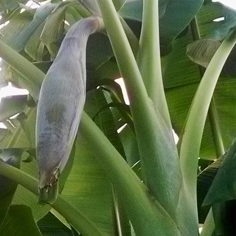 How To Grow Your Own Bananas