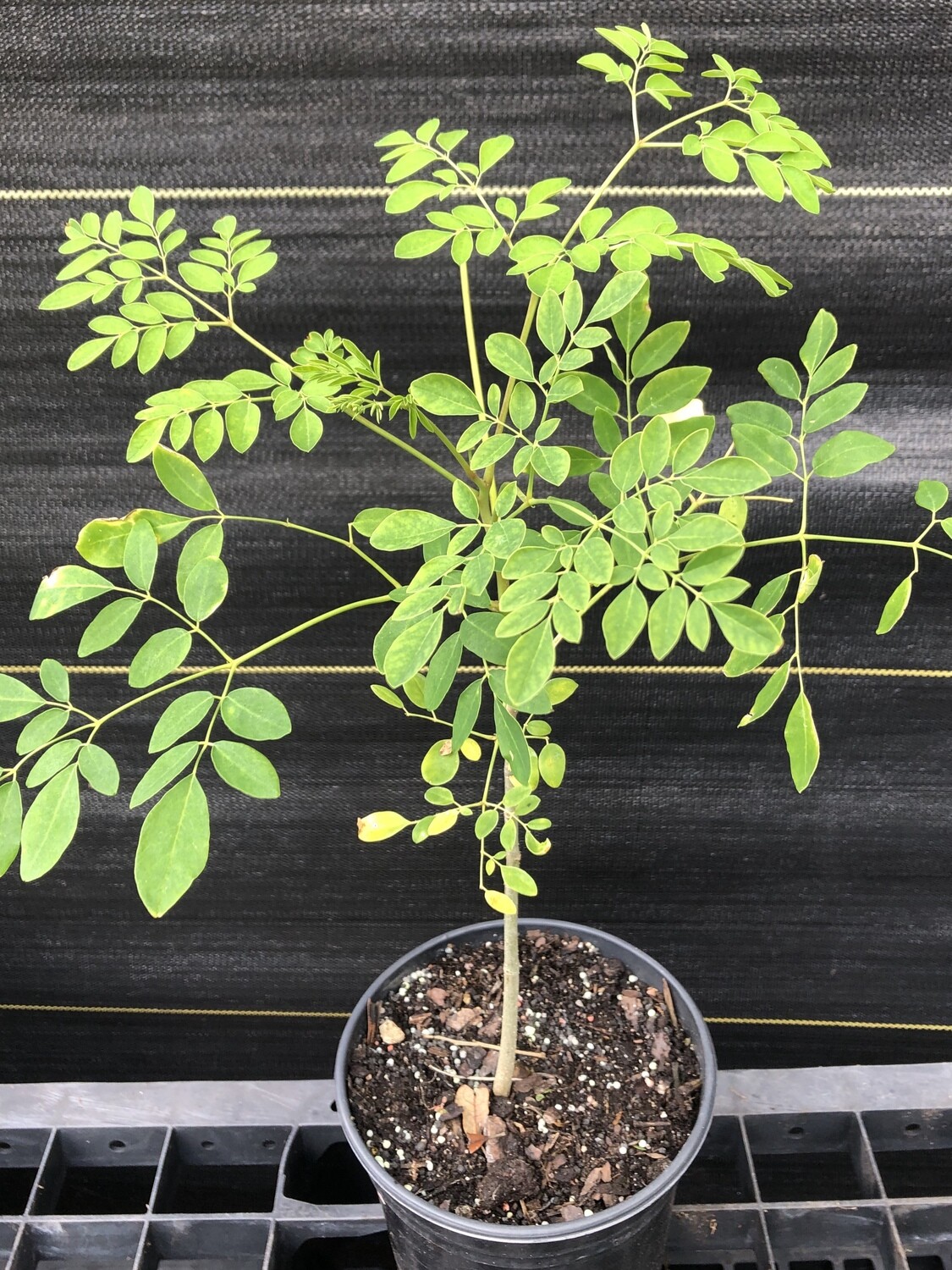 moringa tree (live plant)