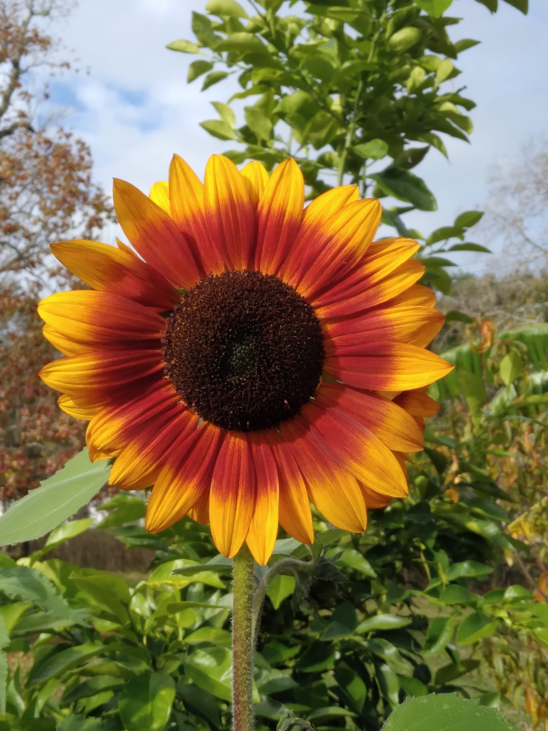 5 Reason To Grow Sunflowers This Spring
